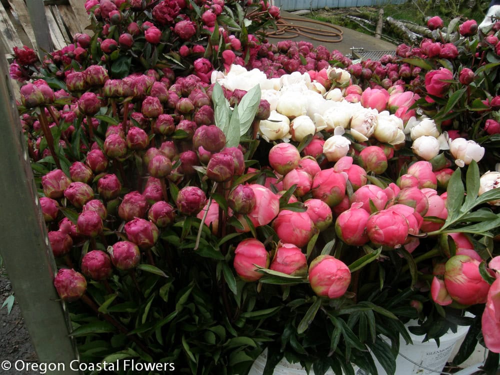 Wholesale Pink Peonies | Oregon Coastal Flowers LLC Wholesale Pink Peonies