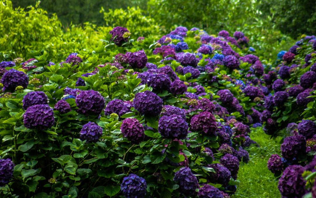 Purple Hydrangea Wedding Flowers