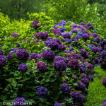 Wholesale Purple Hydrangea | Oregon Coastal Flowers LLC Wholesale Purple Hydrangea