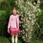 Wholesale White Cherry Blossom Branches | Oregon Coastal Flowers LLC Wholesale White Cherry Blossom Branches