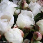 Wholesale White Peonies