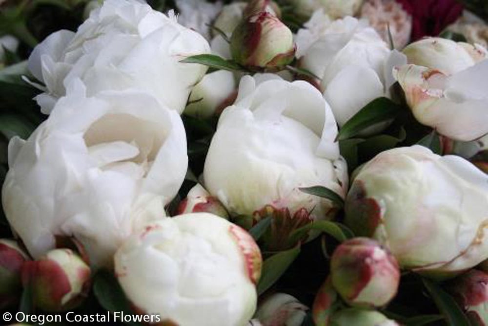 Wholesale White Peonies | Oregon Coastal Flowers LLC Wholesale White Peonies