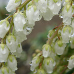 Wholesale White Pieris Japonica