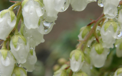 Blooming Pieris japonica white andromeda 2.22.18