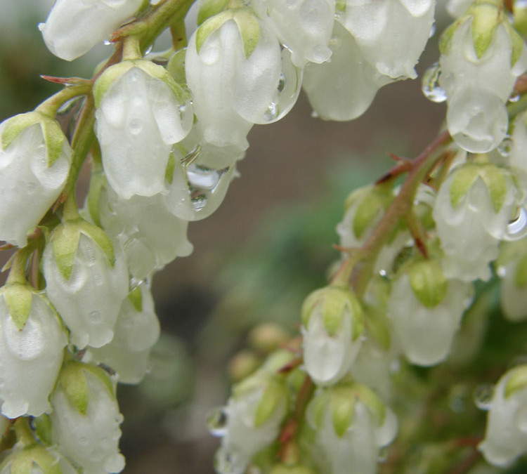 Blooming Pieris japonica white andromeda 2.22.18