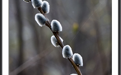 Wild Pussy Willow Branches