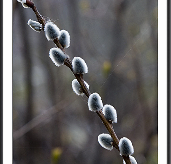 Wild Pussy Willow Branches