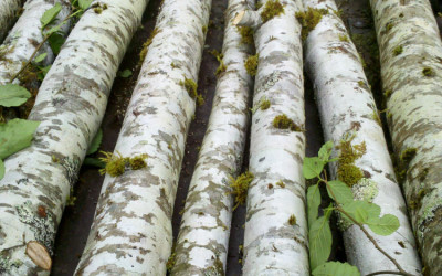 Birch Poles 3.23.17