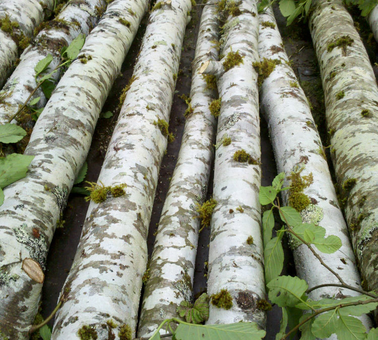 Birch Poles 3.23.17