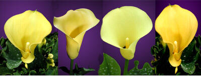 yellow calla lily flower