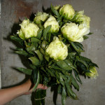 Yellow Peonies