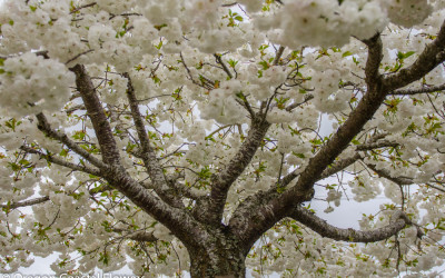 White Flowering Cherry Branches