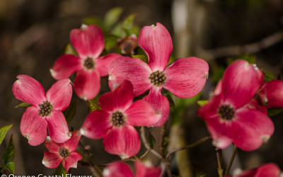 Pink & Green Flowering Dogwood