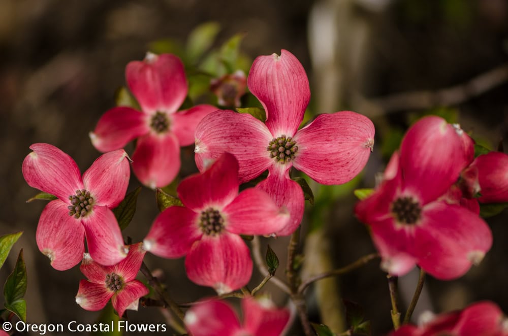 Flowering dogwood branches in bloom