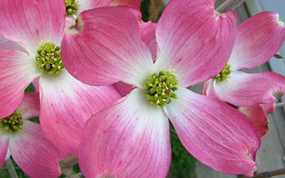 4.18.21 Flowering Dogwood Branches shipped nationally.