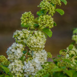 Popcorn Viburnum | Oregon Coastal Flowers LLC Popcorn viburnum