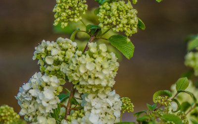Easter Flowering Branches White Cherry Branches