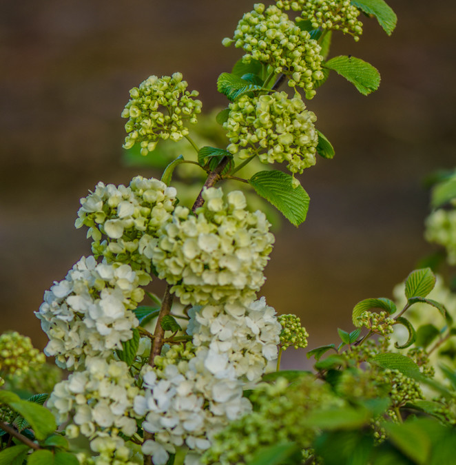 Easter Flowering Branches White Cherry Branches