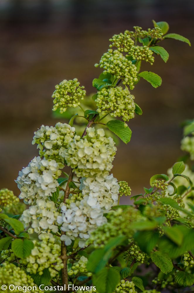 popcorn viburnum