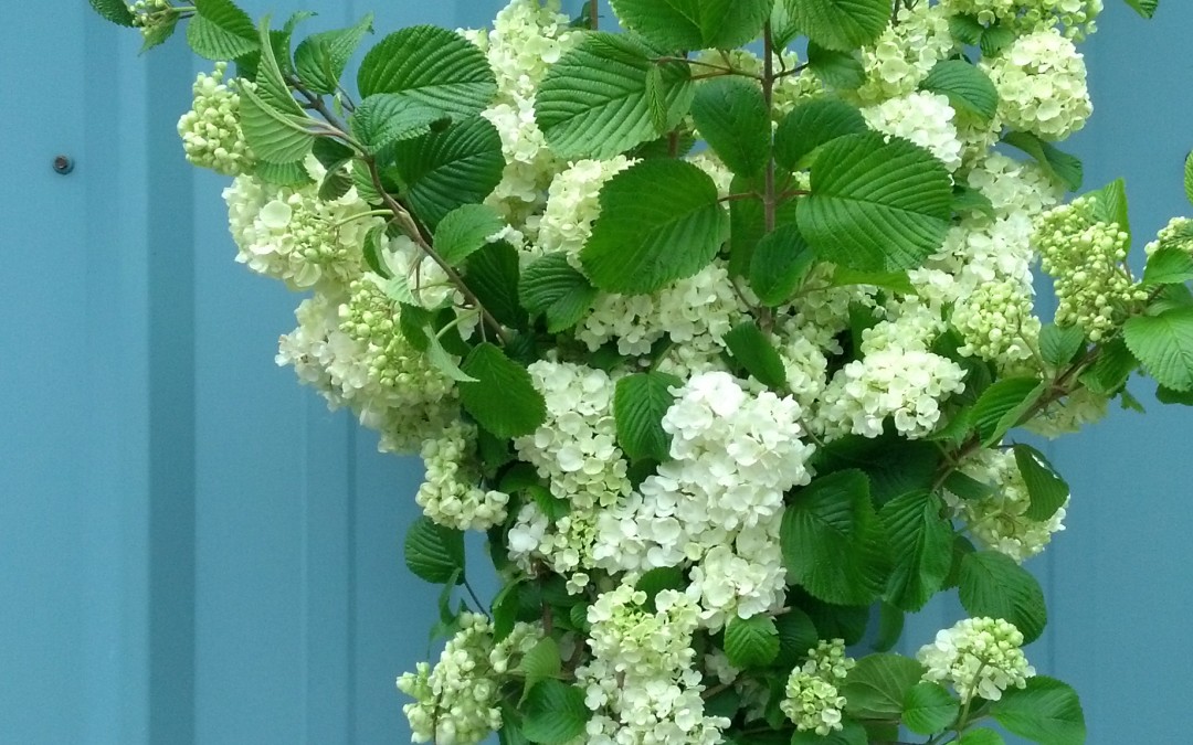 Popcorn Viburnum