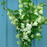Popcorn Viburnum | Oregon Coastal Flowers LLC Popcorn viburnum