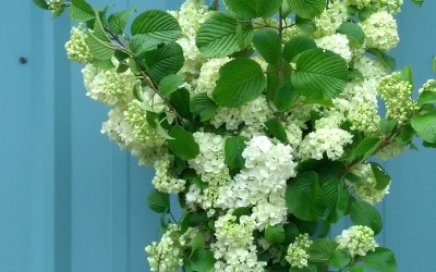 Popcorn Viburnum