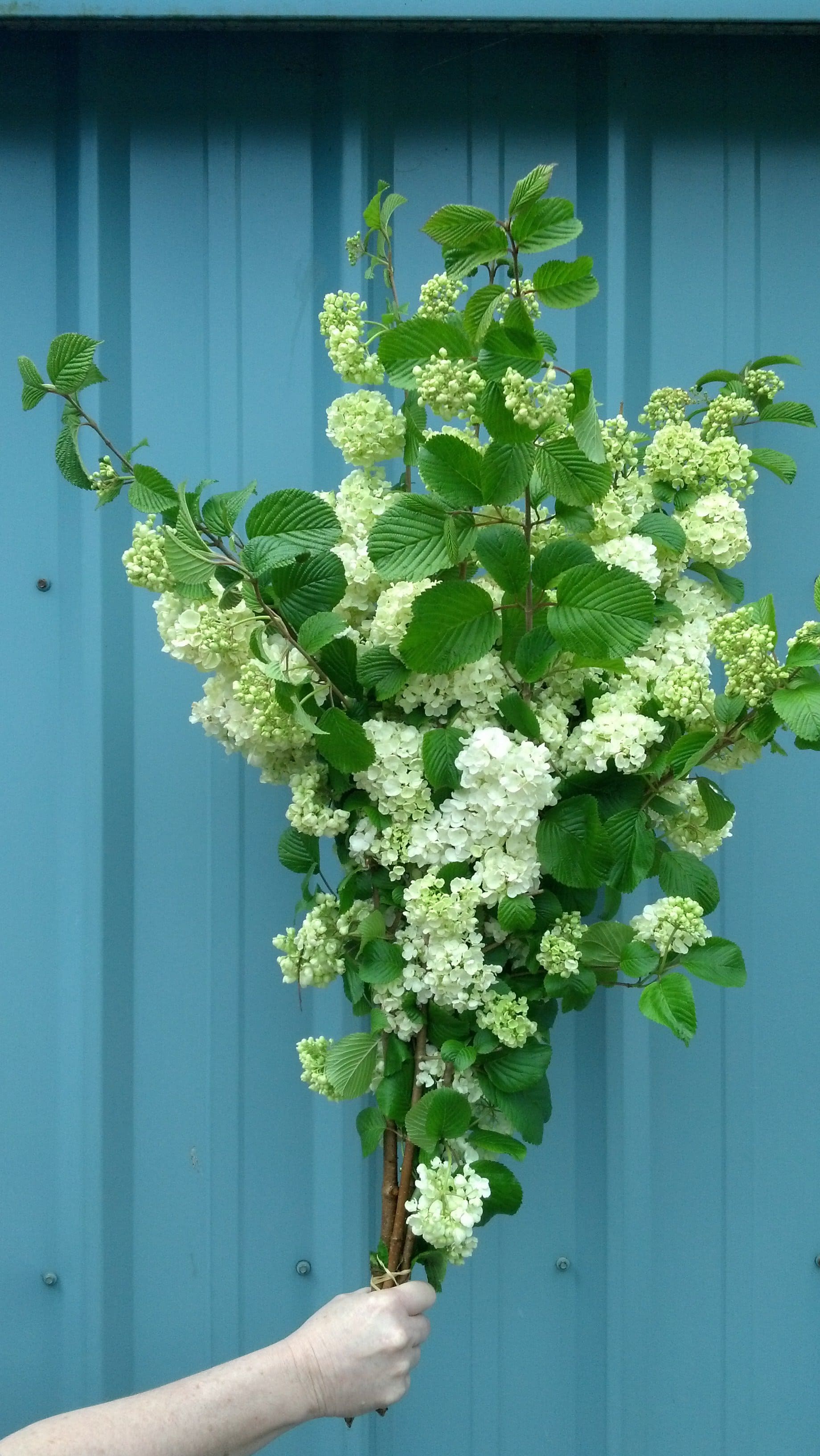 Popcorn Viburnum | Oregon Coastal Flowers LLC Popcorn viburnum