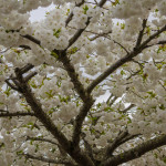 White Cherry Blossoms