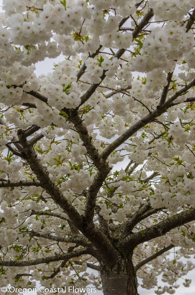 white cherry branches