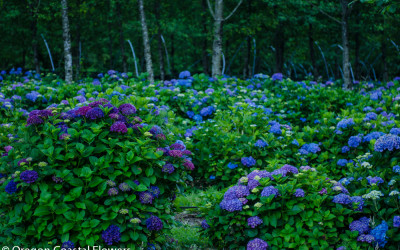 Big Blue, Purple, & Lavender Hydrangea