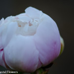 Bulk Blush Wholesale Wedding Peonies