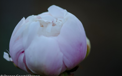 Bulk Blush Wholesale Wedding Peonies