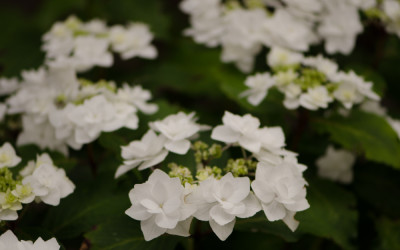6.20.19 White Lacecap Hydrangeas, beautiful white hydrangea flowers.