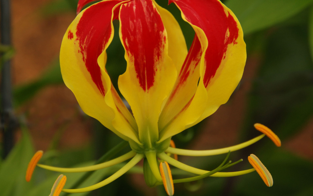 Gloriosa Lily Flowers on the Vine for Designers