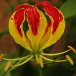 Gloriosa Lily Flowers on the Vine for Designers | Oregon Coastal Flowers LLC Gloriosa Lily Flowers on the Vine for Designers