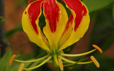 Gloriosa Lily Flowers on the Vine for Designers