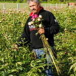 Peony Farm Harvest | Oregon Coastal Flowers LLC Peony Farm Harvest