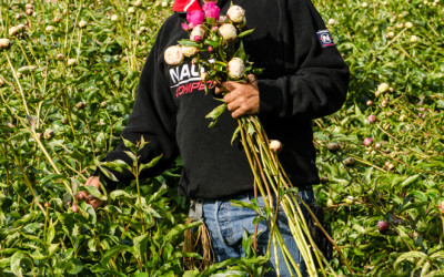 Early Season American Grown Peonies