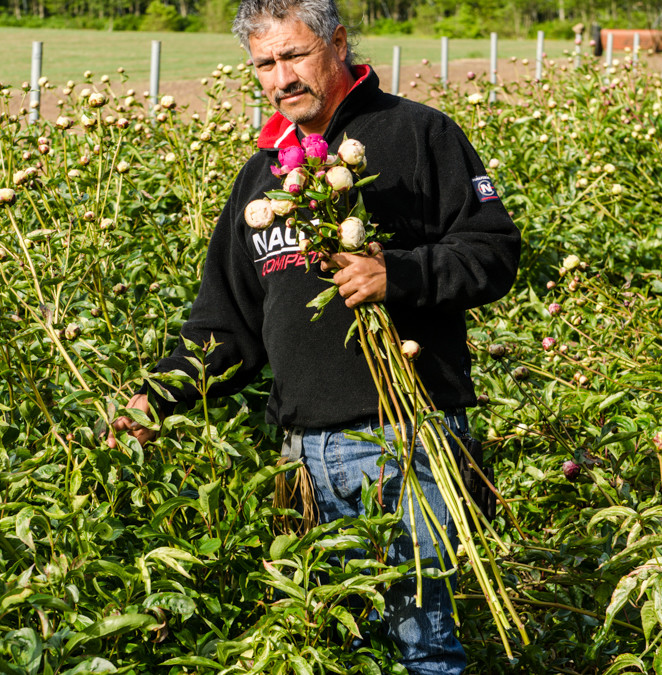 Early Season American Grown Peonies
