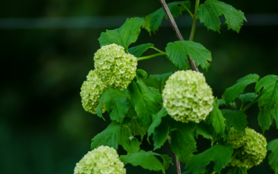 Snowball viburnum from the Oregon Coast.