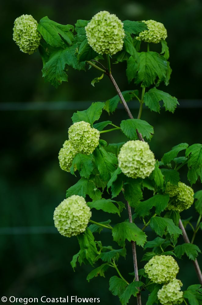 Snowball Viburnum | Oregon Coastal Flowers LLC Snowball Viburnum