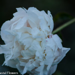 White peony specialists | Oregon Coastal Flowers LLC White peony specialists