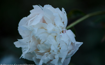 Wholesale Peonies — Lavender, Pink, & Burgundy.