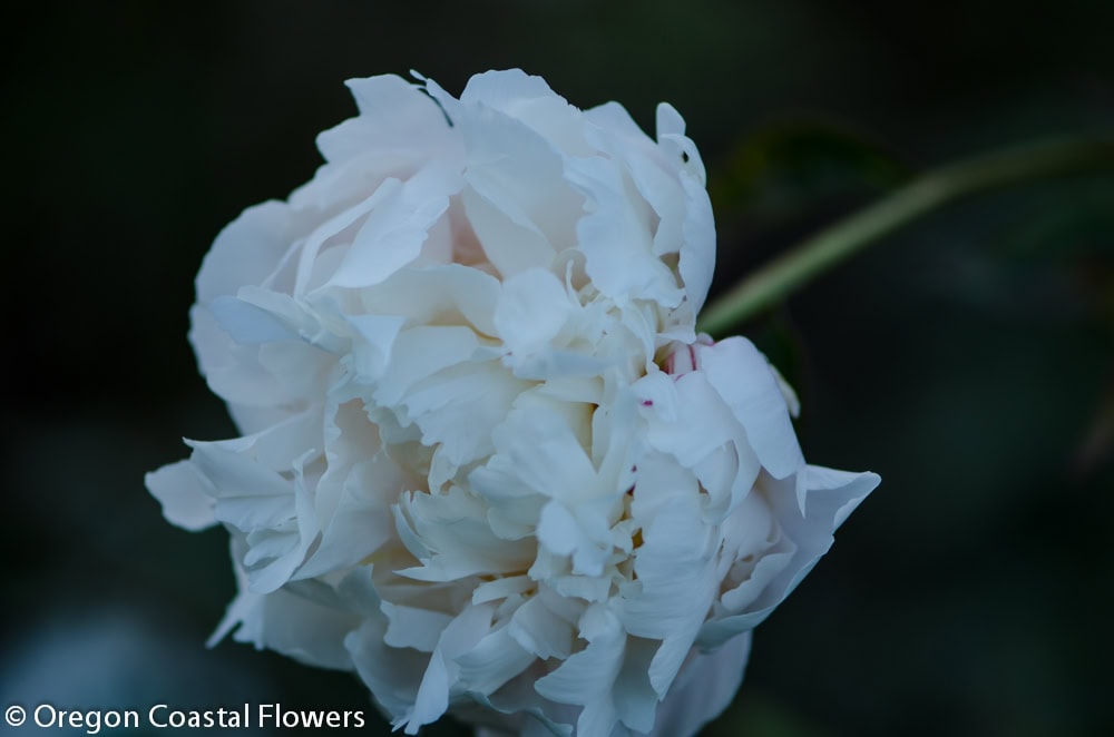 Wholesale Peonies — Lavender, Pink, & Burgundy.
