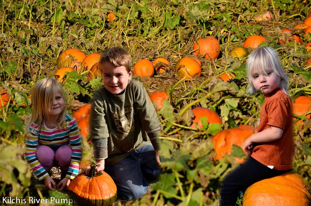 Kilchis River Pumpkin Patch & Corn Maze