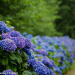 Beautiful Hydrangea Wedding Flowers | Oregon Coastal Flowers LLC Beautiful Hydrangea Wedding Flowers