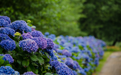 Fresh purple, blue, and lavender wedding hydrangeas