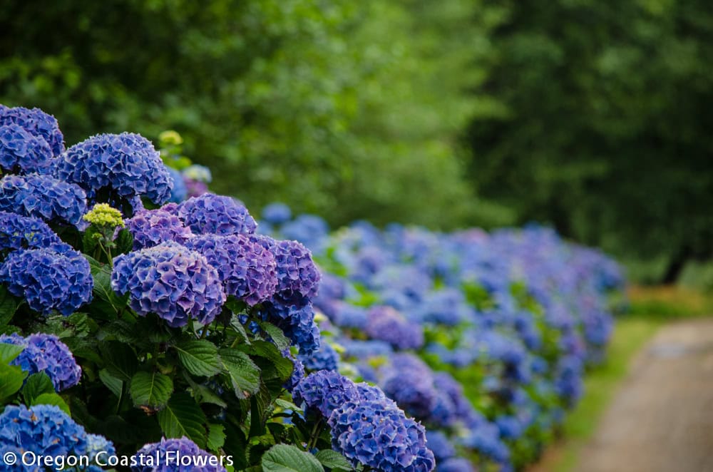 Fresh purple, blue, and lavender wedding hydrangeas