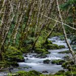 birch poles