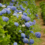 Blue Hydrangea Wedding Flowers | Oregon Coastal Flowers LLC Blue Hydrangea Wedding Flowers